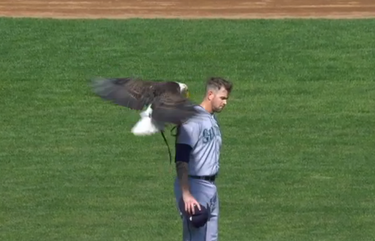 Bald eagle roughs up Mariners pitcher James Paxton at Twins MLB game