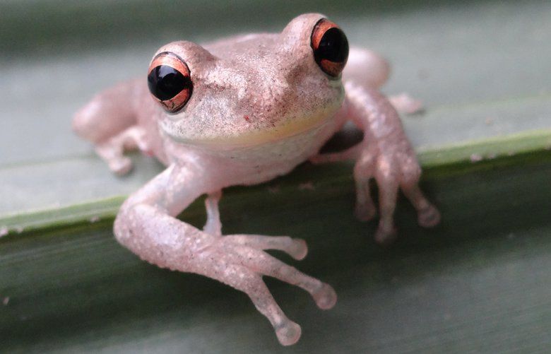 Invasive, fist-sized Cuban tree frogs spread to New Orleans