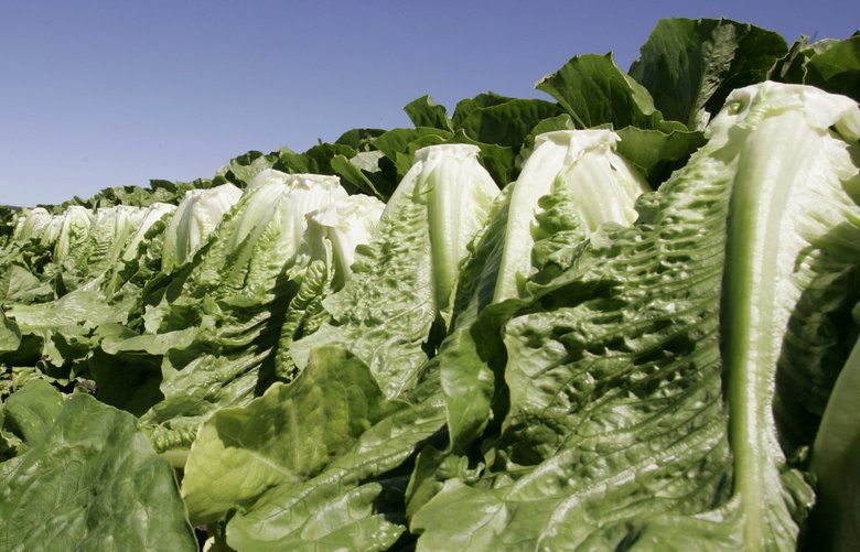 Cdc Comes Close To An All Clear On Romaine As E Coli Outbreak Nears