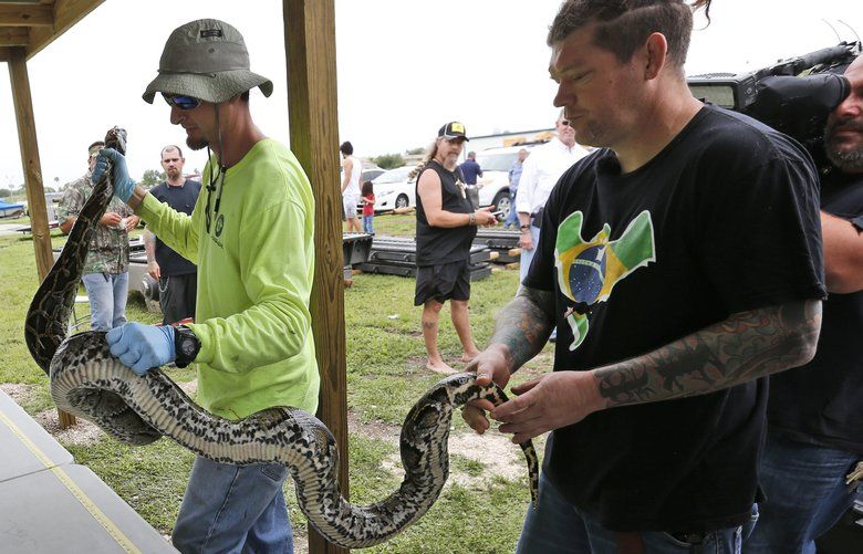 Python hunter Brian Hargrove, right, is helped by Marcos Fernandez, left, with the South Florida Water Management District, as they measure and weigh the 1,000th python caught in the Florida Everglades, Tuesday, May 22, 2018, in Homestead, Fla. The state has been paying a select group of hunters to kill the invasive snakes on state lands in South Florida since March 2017. (AP Photo/Wilfredo Lee) FLWL101 FLWL101