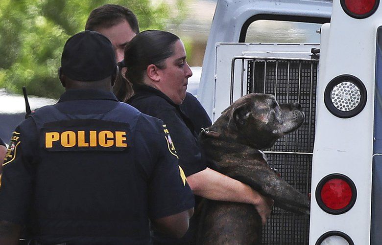 One of three dogs is loaded into a Broward County Animal control truck after an 8-month-old girl was bitten by a family dog and died from her injuries Wednesday, May 30, 2018, in Miramar, Fla. (Carline Jean/South Florida Sun-Sentinel via AP) FLLAU101 FLLAU101