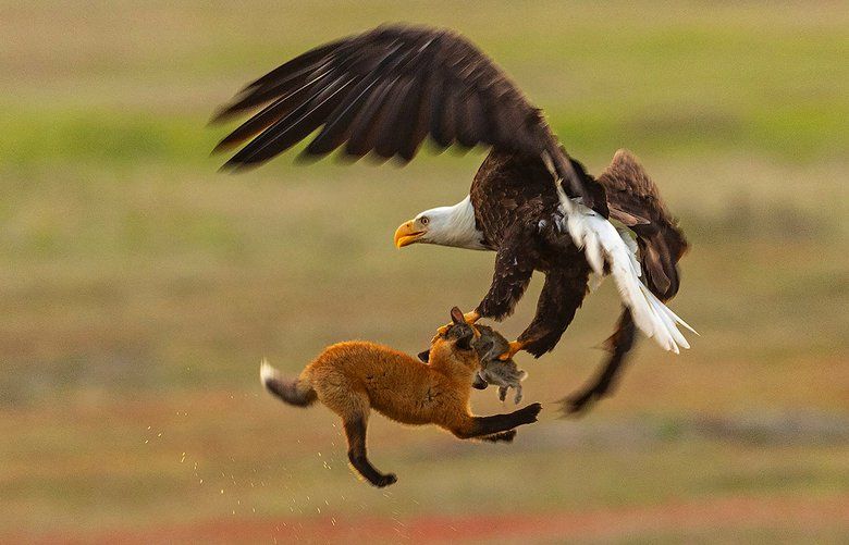 Watch: Bald eagle battles fox for rabbit in skies above San Juan Island