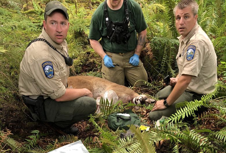 Agents with the Washington State Fish and Wildlife Police tracked and killed this cougar believed responsible for attacking two mountain bikers northeast of Snoqualmie on May 19. One person was fatally injured. (Submitted file photo)