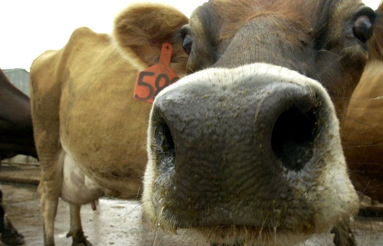 In this 2003 file photo, Jersey cows on the Turlock, California, farm of Carlos Estacio III. (Cindi Christie/Contra Costa Times/TNS) 1232044 1232044