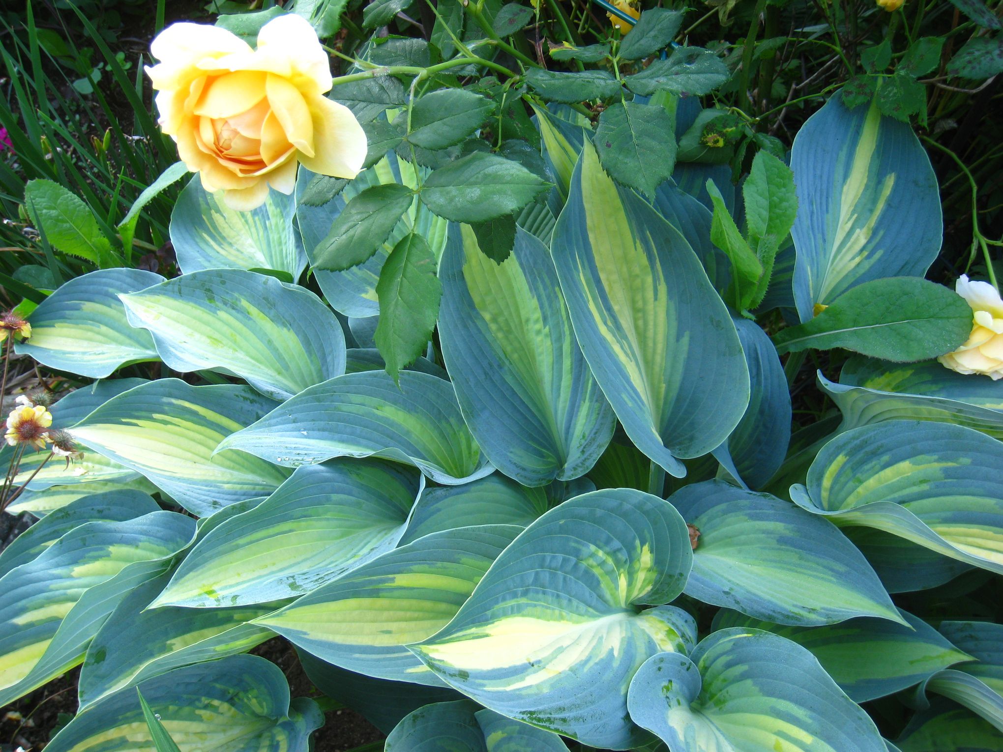 With attractive foliage and trumpet-shaped flowers that hummingbirds love, ...