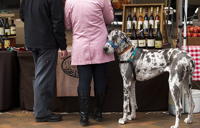 Lola, a Great Dane, waits for Jessica Paszek and Tyler Hayes to finish tasting cider at the Finnriver farm stand at the Capitol Hill Farmers’ Market in Seattle Sunday April 29, 2018. The market is one of three in the city, including West Seattle and the University District, that are open year-round.