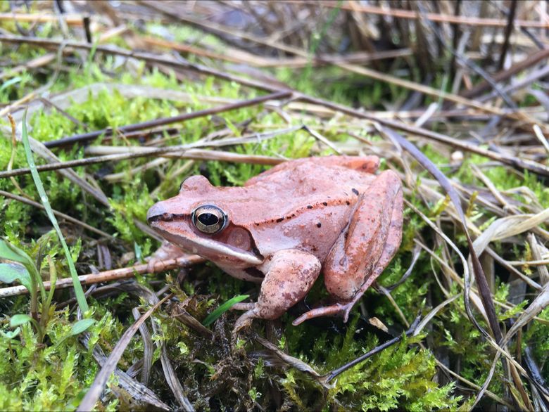 Wood frogs' No. 1 option: Hold in pee all winter to survive