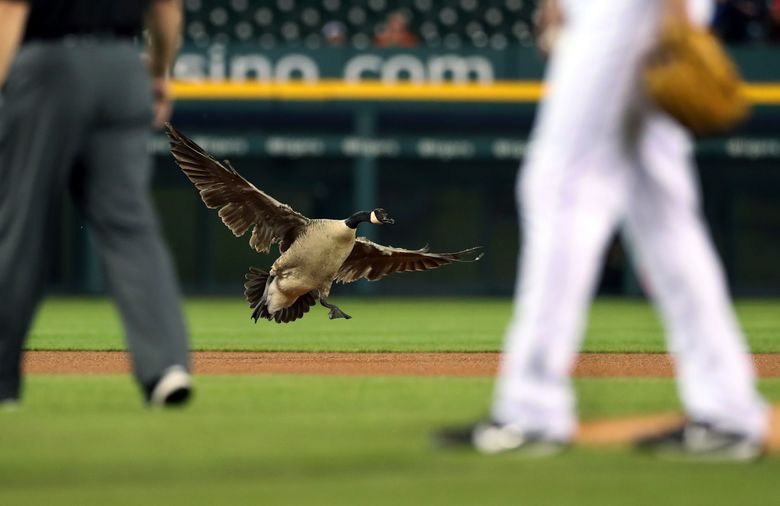 Attempt to remove goose from Detroit Tigers game ends in chaos | The  Seattle Times