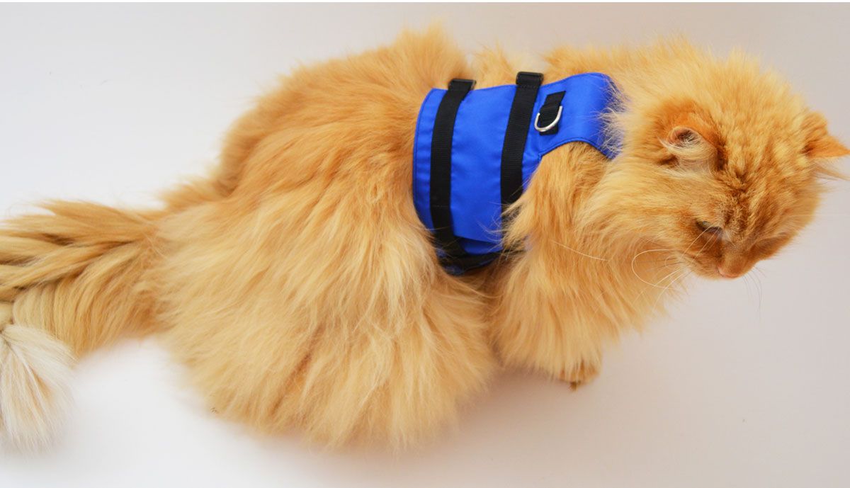 Cat harness Because Fluffy deserves a walk too The Seattle Times