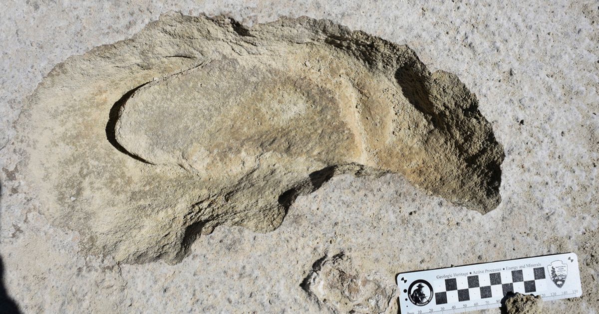 Scientists say fossilized footprints tell tale of sloth hunt The