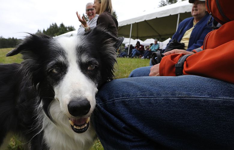 The best man Hamish the Border Collie at Chris and Jenny's