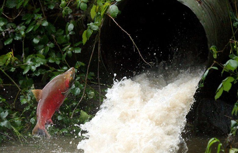 A coho salmon attempts to leap into a culvert at Otto Jarsted Park in Gorst, Washington on Wednesday, November 23, 2011.