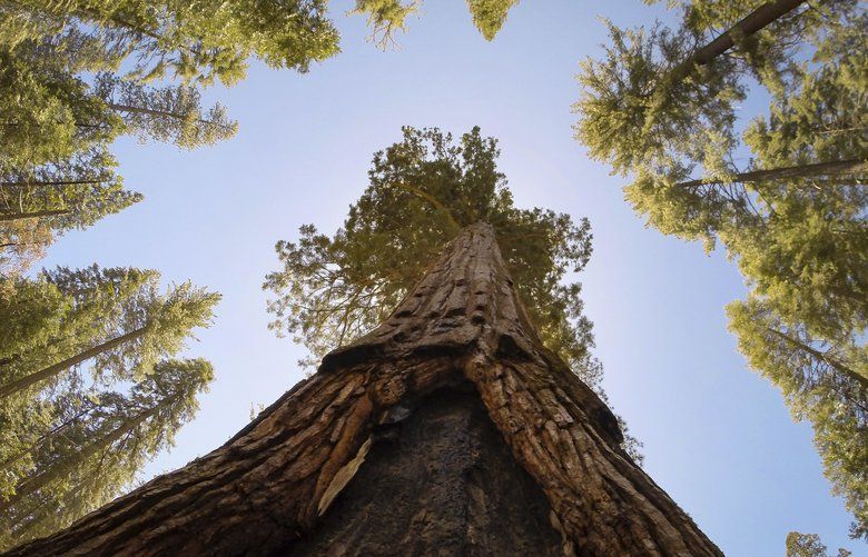 In this June 12, 2018 photo, a skyward view shows the California Tunnel Tree, a giant sequoia in the Mariposa Grove at Yosemite National Park, Calif. The grove, which has been closed since 2015 to improve giant sequoia habitat and visitor experience, will open again to the public on Friday. (Craig Kohruss/Fresno Bee via AP) CAFRE502 CAFRE502