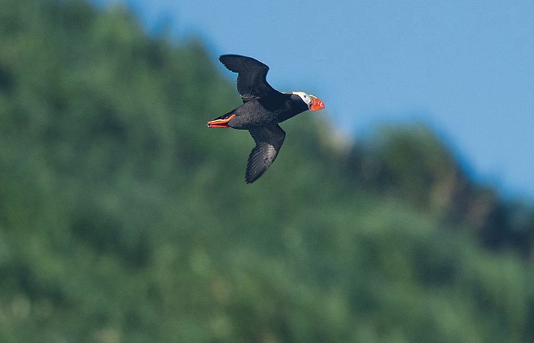 Tufted Puffins show up every year around the first of April at Haystack Rock in Cannon Beach Oregon. These birds, which spend most of their life bobbing along out in the North Pacific Ocean, have a brightly colored bill, white face and bright orange feet. They can be seen flying around Haystack Rock as they nest on the north and northwest slopes of Haystack Rock. Female puffins lay one egg each, incubate the egg until it hatches and feed their young before heading back out to sea sometime during late July and into early August. The puffins are usually gone by late summer. 
Photographed on May 12, 2018