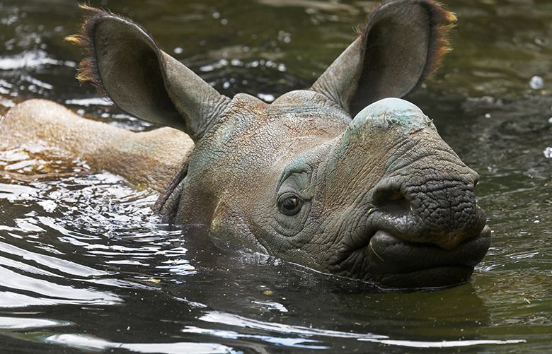 Meet the new guys: Taj and Glenn, Seattle zoo’s rhinos | The Seattle Times