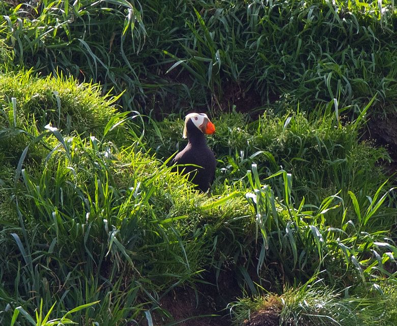 Tufted puffin  Oregon Department of Fish & Wildlife