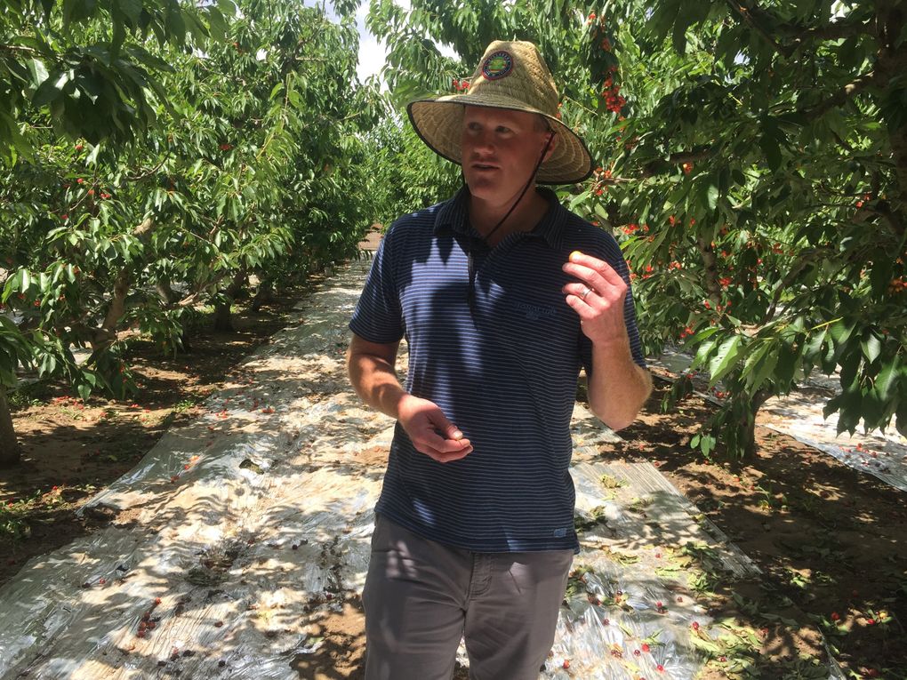 Sean Gilbert walks the rows of Rainier cherries at his family’s orchards. These cherries require several pickings as the fruit ripens — and that requires a lot of labor. (Hal Bernton / The Seattle Times)