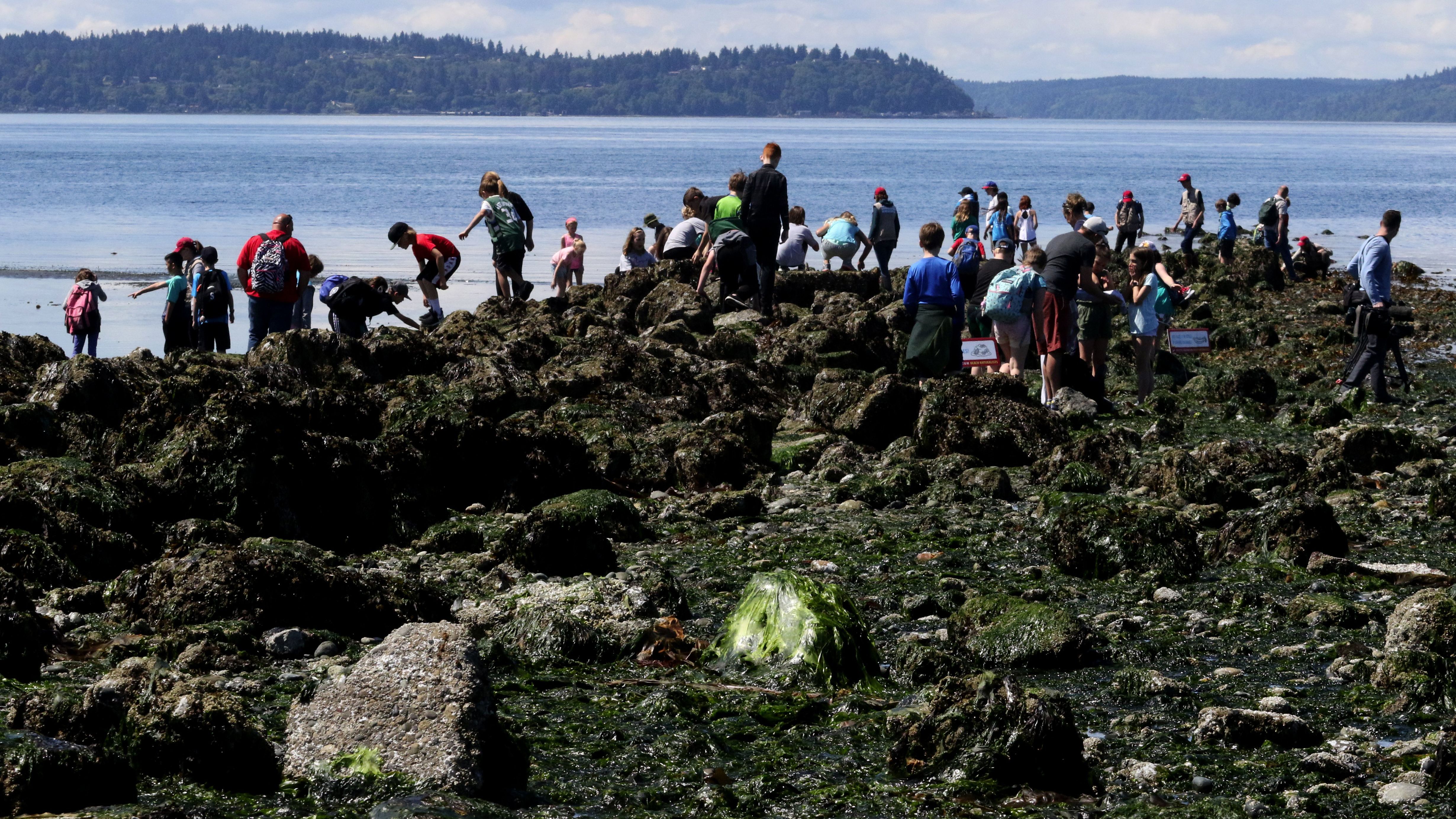 Alki Beach Low Tide: Discover Hidden Treasures of Seattle's Coastal Paradise