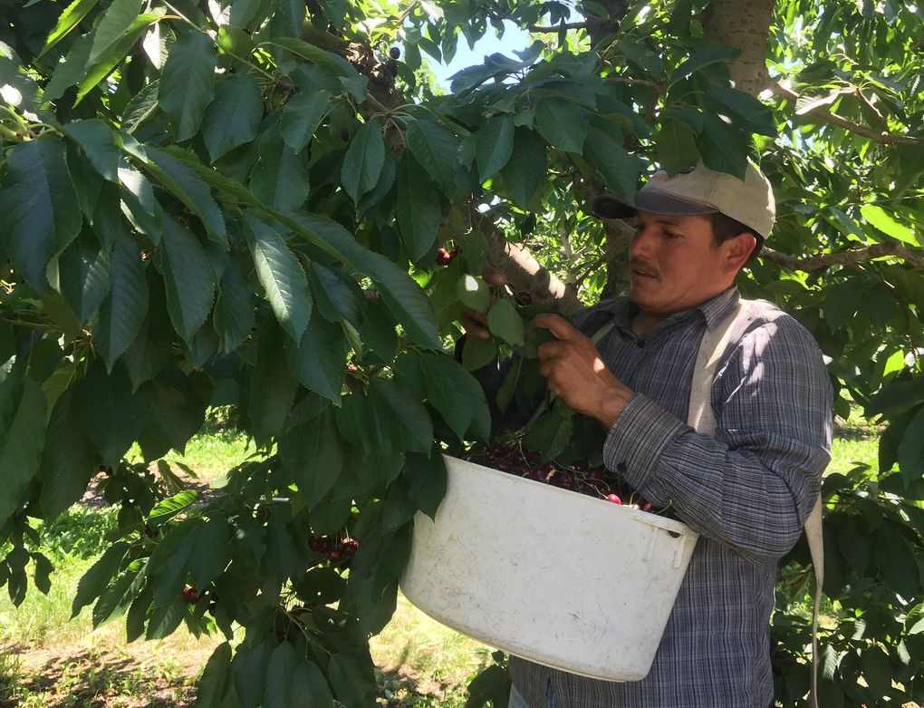 Cherry picking starts in the early morning and typically ends in early afternoon as the heat builds in the Yakima Valley. (Hal Bernton / The Seattle Times)