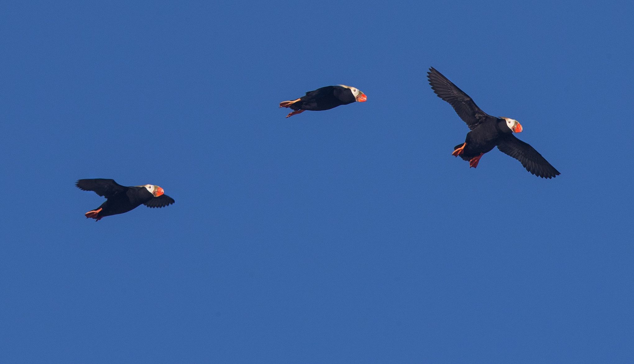 Tufted puffin  Oregon Department of Fish & Wildlife