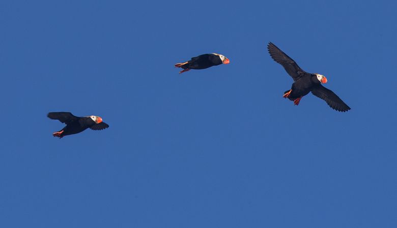 Tufted puffins put on a spectacular show at Haystack Rock, but are tough to see without high-powered equipment. (Mike Siegel/The Seattle Times)