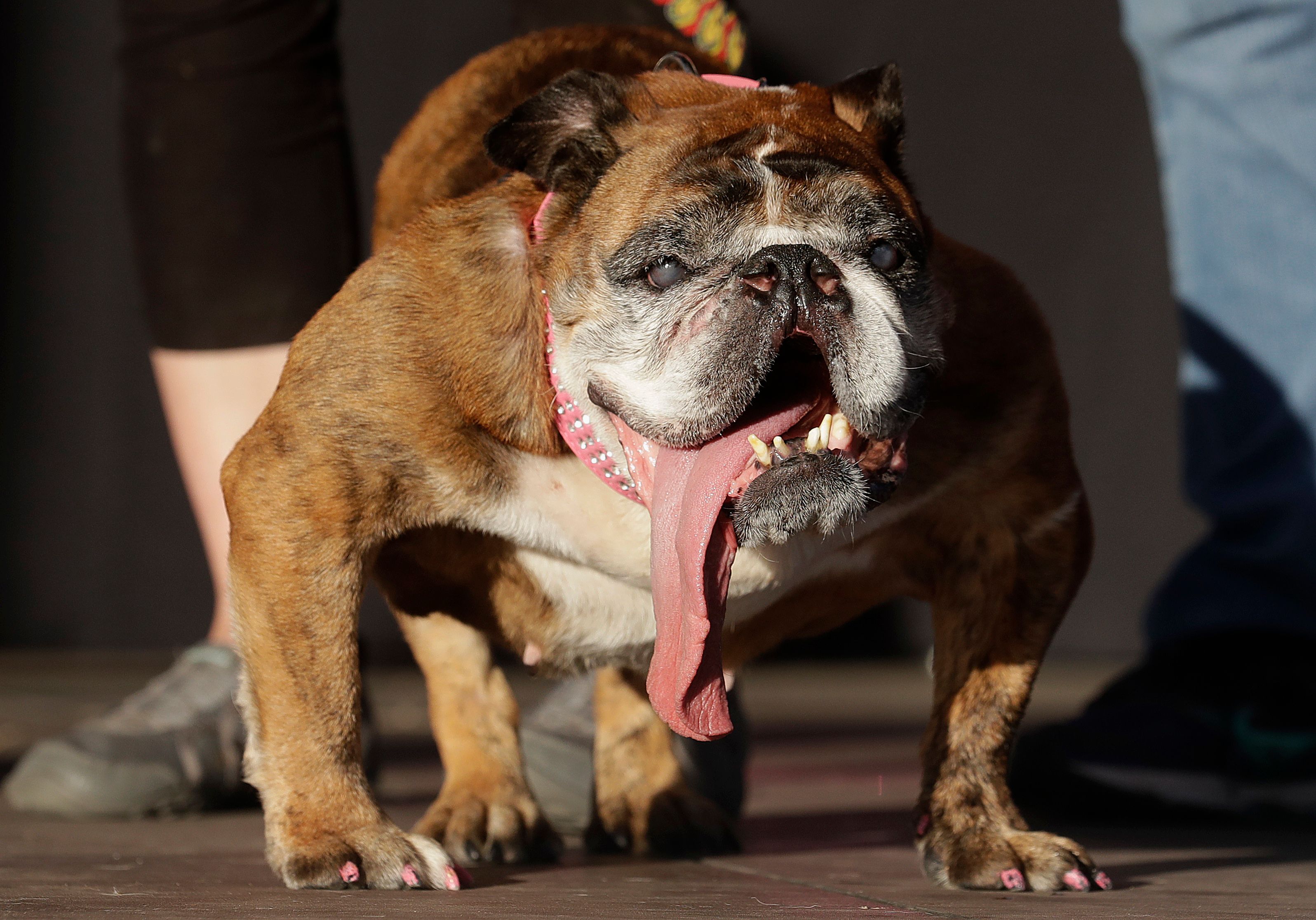 Dachshund bulldog sale mix