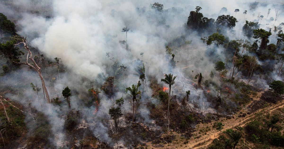 Tropical forests see high loss of tree cover for 2nd year | The Seattle ...