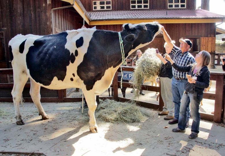 tallest cow in the world