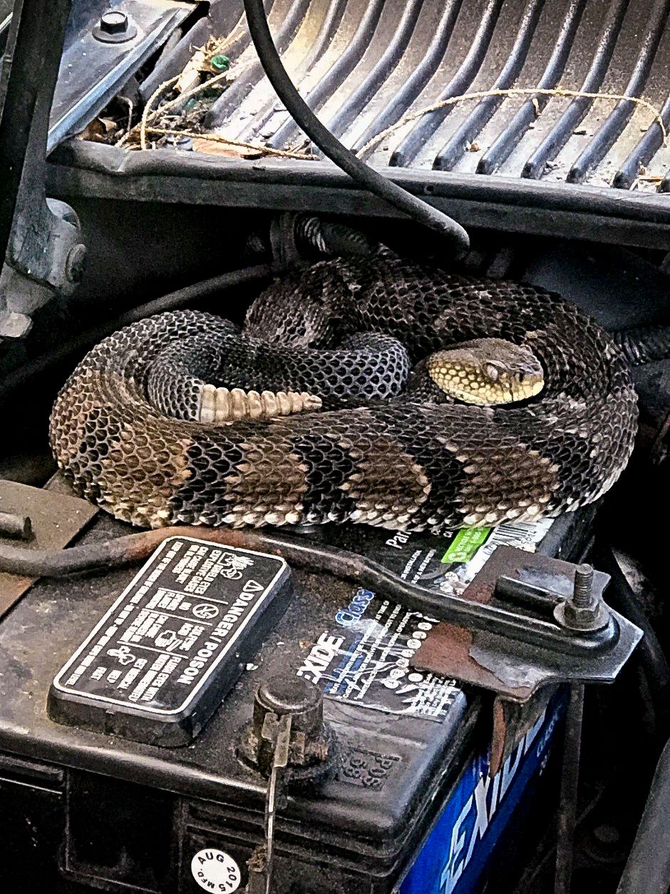 Man finds rattlesnake under hood while trying to start car | The