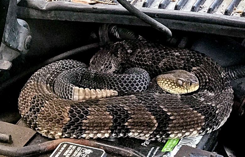 Man finds rattlesnake under hood while trying to start car | The ...