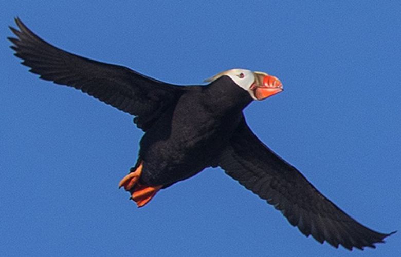 Tufted puffin  Oregon Department of Fish & Wildlife