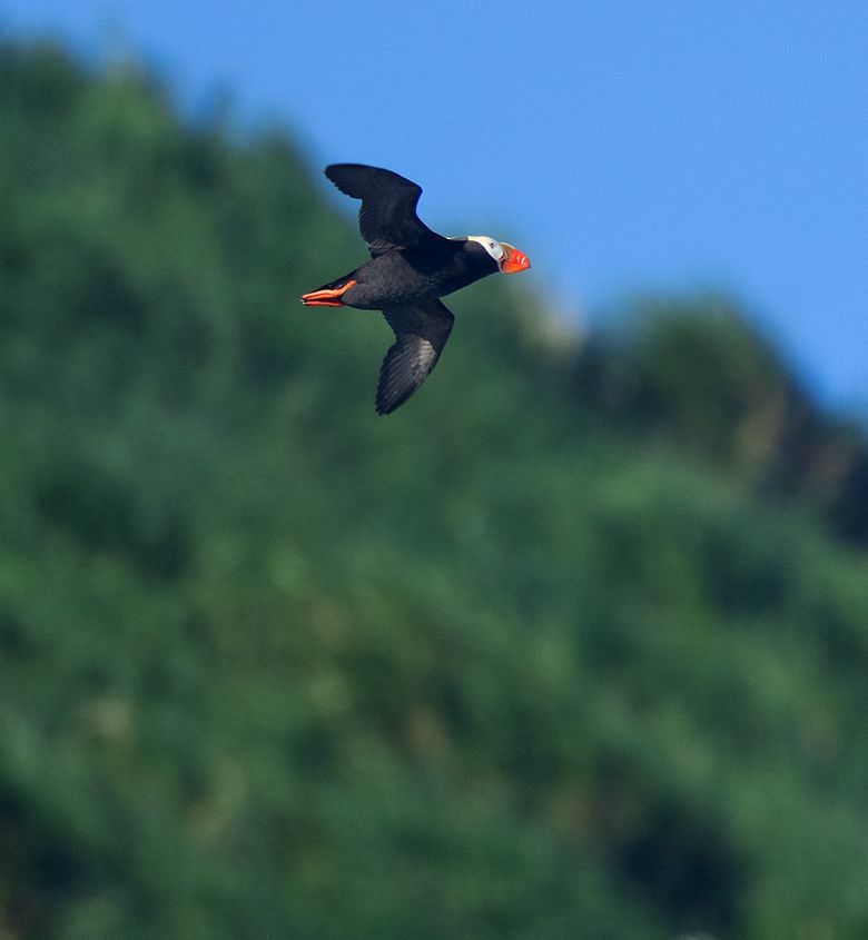 Tufted puffin  Oregon Department of Fish & Wildlife