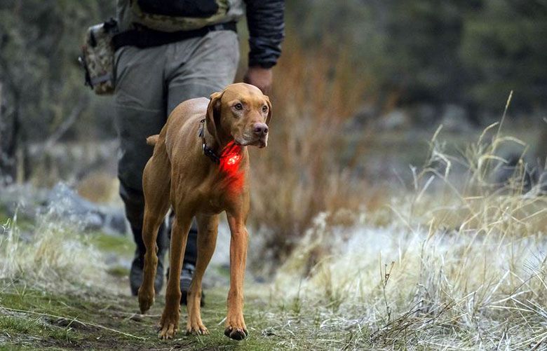 Dog gear for safe happy hiking trips The Seattle Times