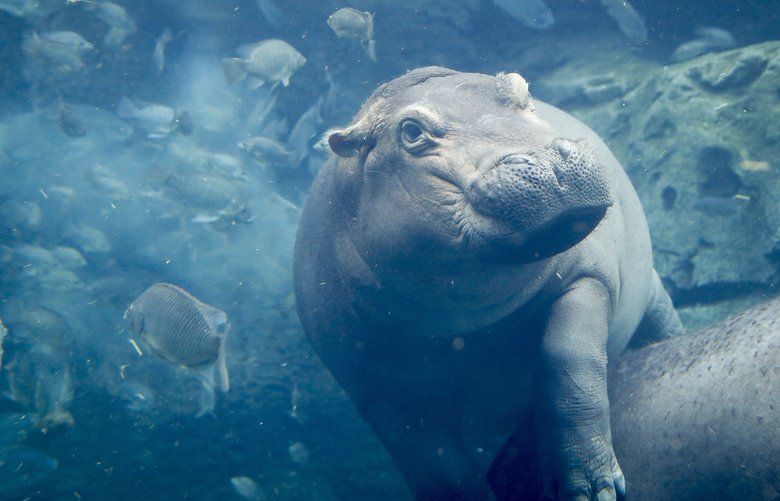 Fiona, Cincinnati zoo’s famous preemie hippo, becomes a force for ...