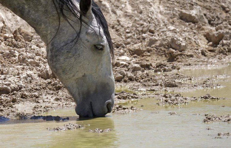 In this June 29, 2018 photo, a wild horse drinks from a watering hole outside Salt Lake City. Harsh drought conditions in parts of the American West are pushing wild horses to the brink and forcing extreme measures to protect them. Federal land managers have begun emergency roundups in the deserts of western Utah and central Nevada. (AP Photo/Rick Bowmer) UTRB303 UTRB303