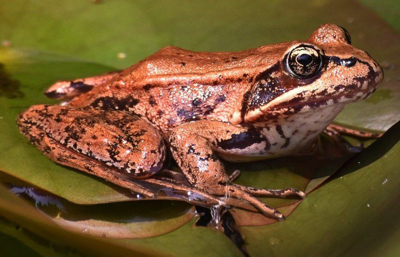 Reader’s Lens | A frog in sunlight | The Seattle Times