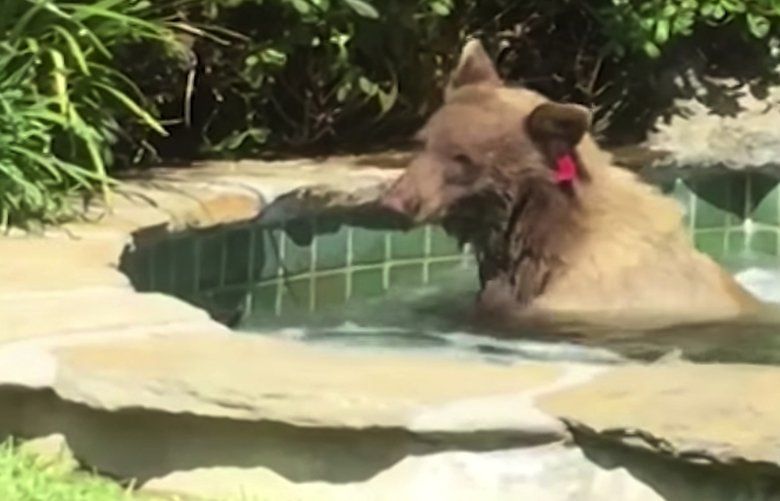 Margarita-loving bear takes a dip in a California hot tub | The Seattle ...