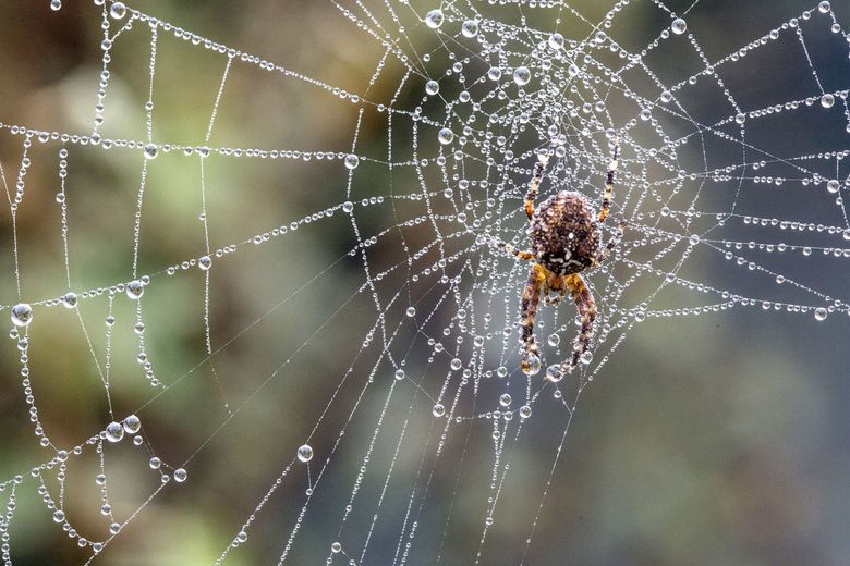 Good Spiders That Help Gardens