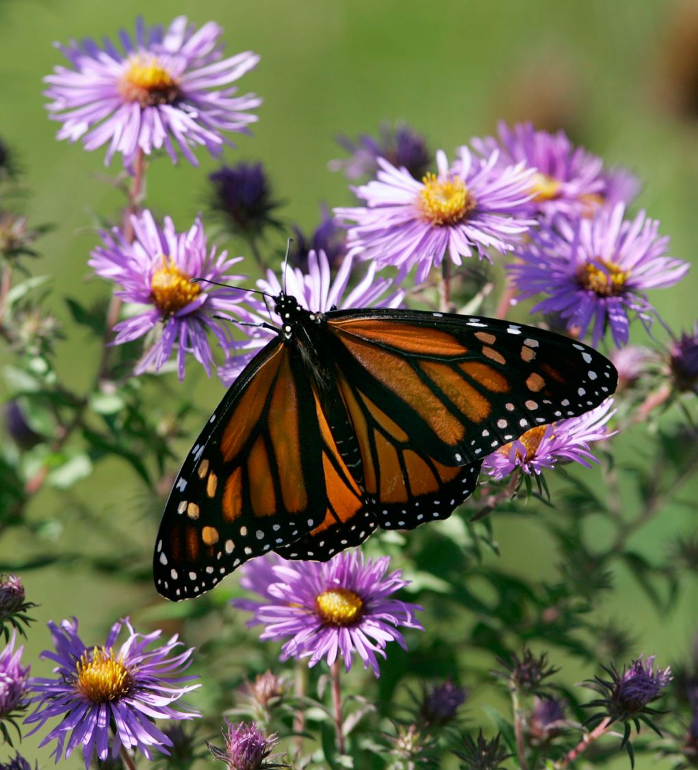A Monarch butterfly (Amy Sancetta / AP, 2007)
