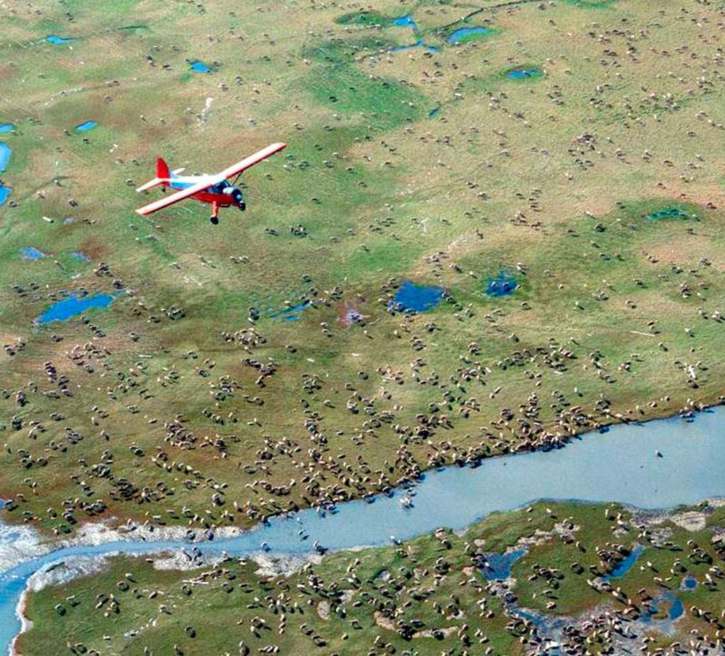 An airplane flies over the Porcupine Caribou Herd in the Arctic National Wildlife Refuge in northeast Alaska. (U.S. Fish and Wildlife Service)