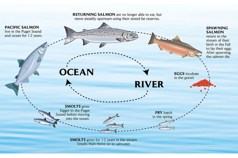 salmon life cycle map