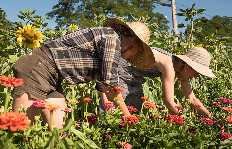 Katie Miller and Janna Shields harvest zinnias as part of research efforts for the Organic Seed Alliance.