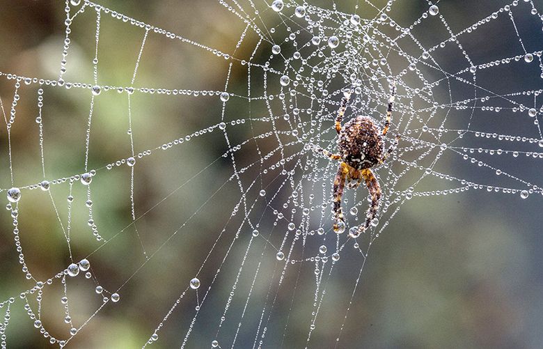 Spiders Are Found In 100% Of Homes & Could Eat Us All - Riot Fest