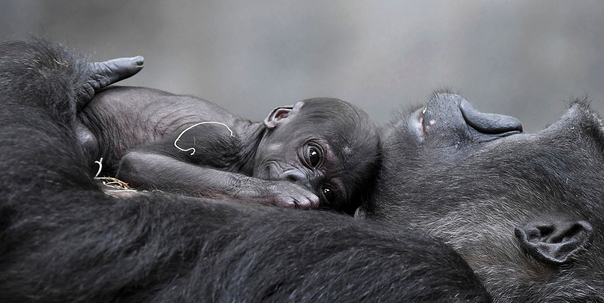 Baby Monkey Born on Fourth of July at Brookfield Zoo