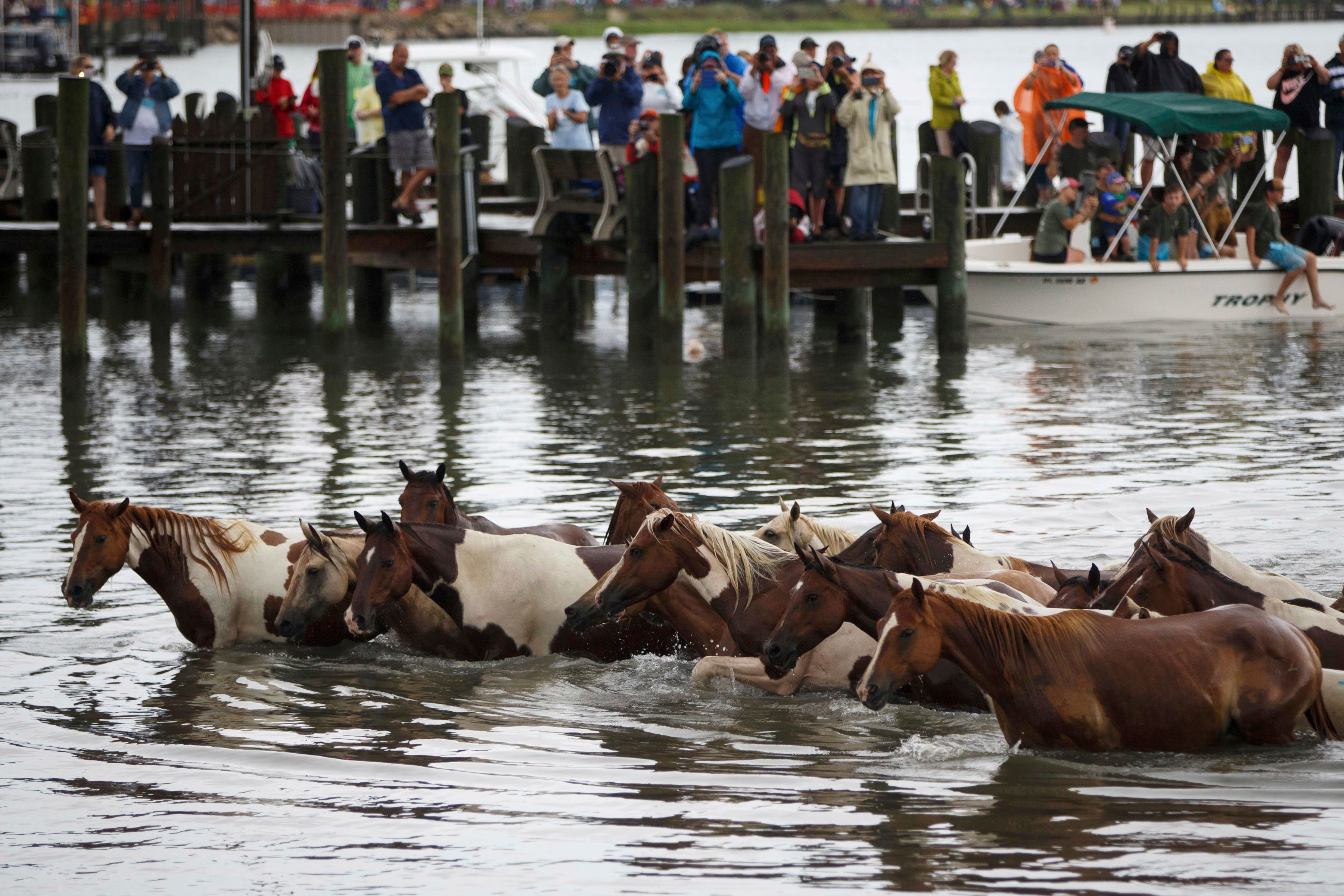 Thousands cheer swimming ponies in Chincoteague, Virginia The Seattle Times