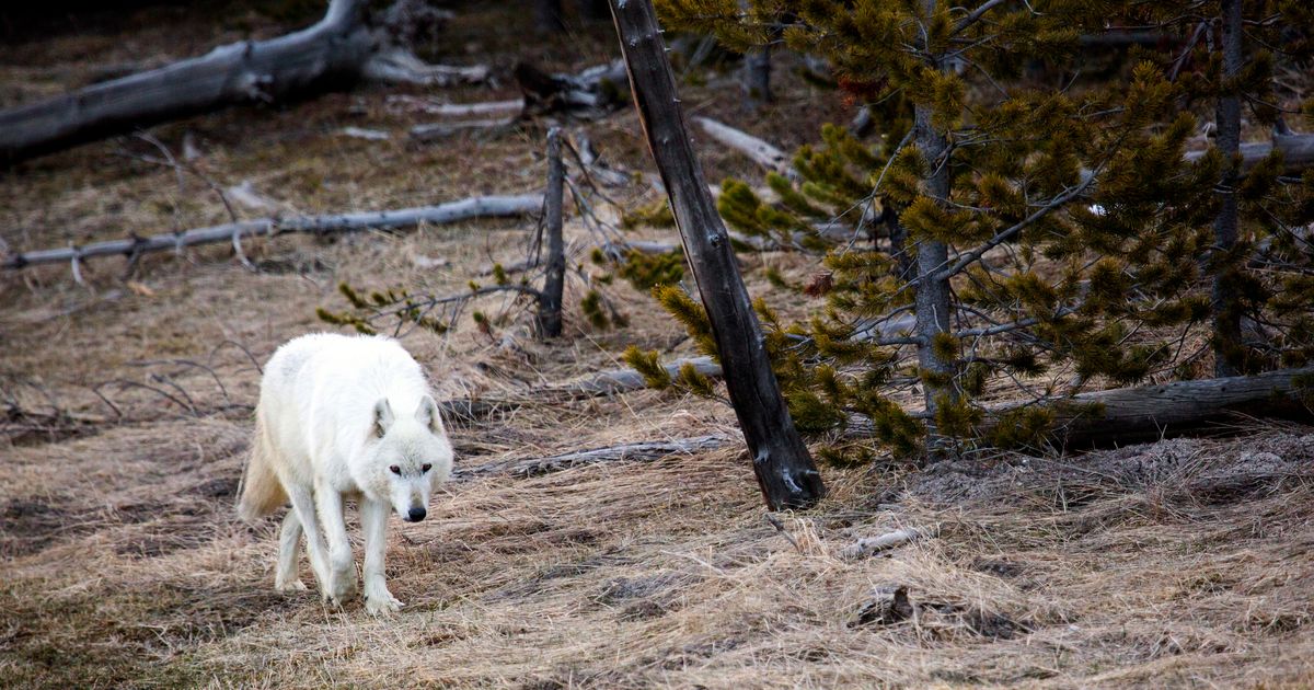 Wyoming game commission OKs increased wolf hunting season The Seattle