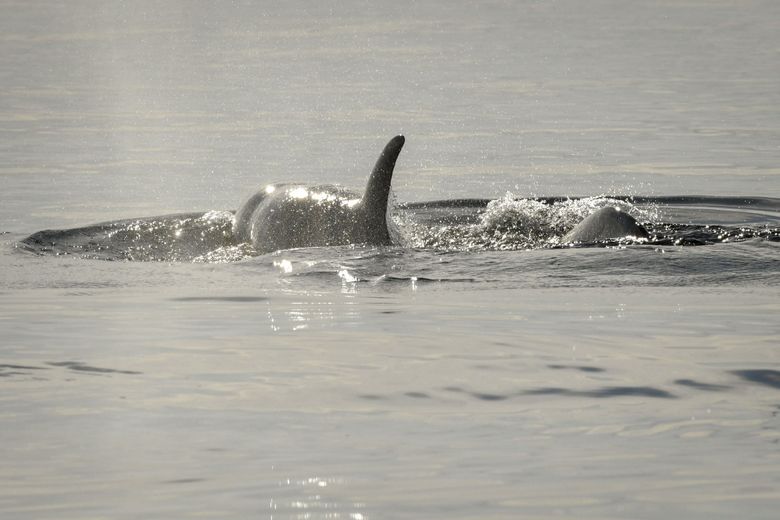 Biologists are keeping a close watch on J50, a 4-year-old southern resident killer whale. The indentation behind her head is indicative of a whale that is starving because the animal lacks the fatty deposits behind the cranium that create the usual smooth line of a healthy orca. (Katy Foster/NOAA Fisheries Permit number 21368)