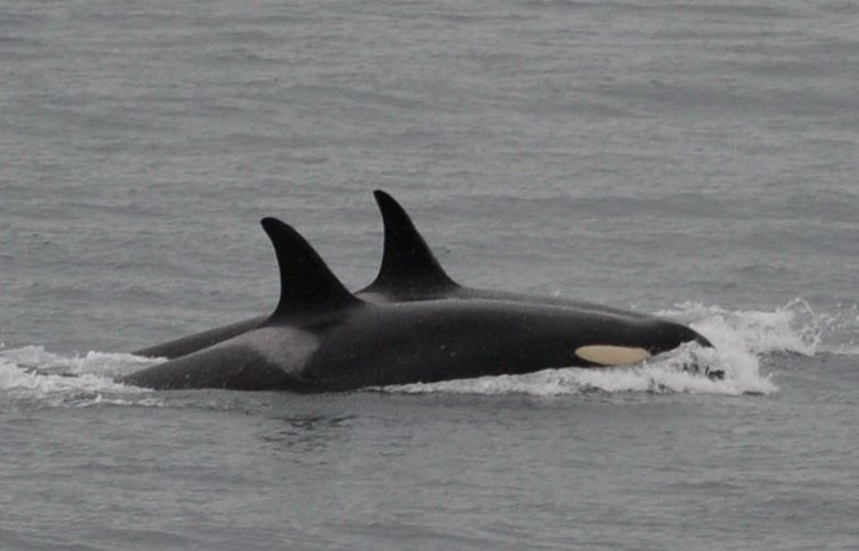 J35, known as Tahlequah, seen in the foreground, is no longer carrying her dead calf, and appears to be vigorous and healthy. Her ordeal of carrying her dead calf for at least 17 days and 1,000 miles is over. (Ken Balcomb / Center for Whale Research)