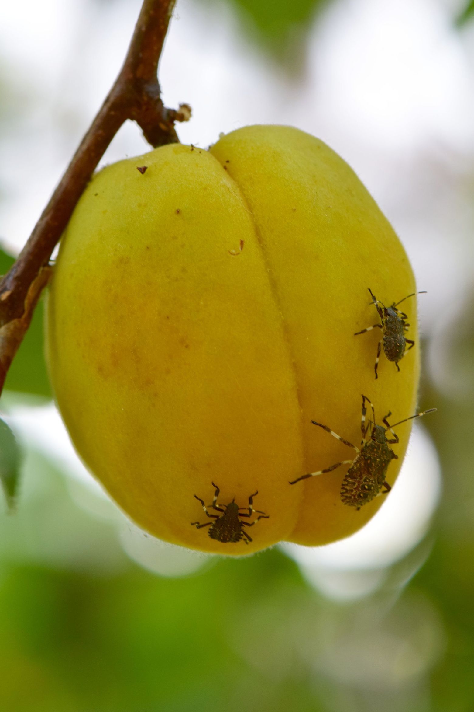 How USDA Scientists are Winning the Battle Against Invasive Fruit