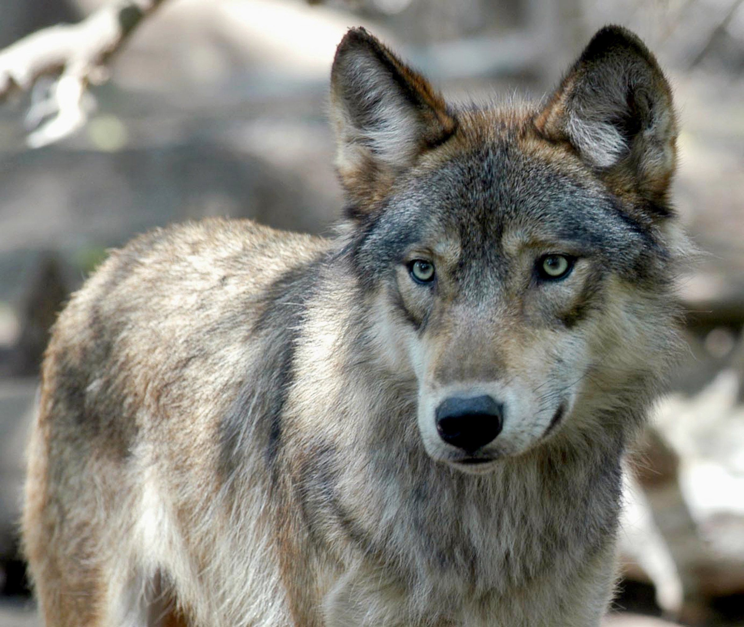 Washington state orders killing of wolves from 2 more packs | The